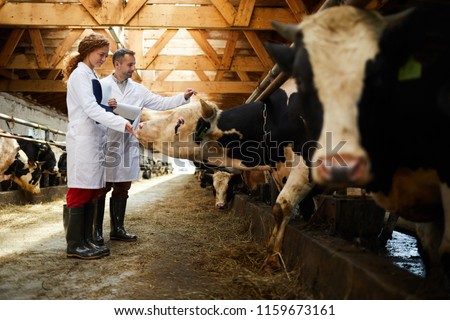 Two young farmers touching dairy cows during work in contemporary cattlefarm