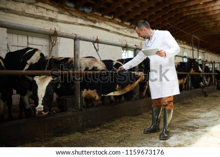 Young professional in whitecoat reading label on one of cows head during work in cattlefarm