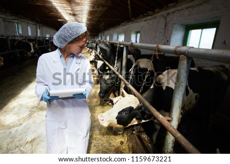 One of dairy cows looking after worker of cattlefarm walking by one of stables during work