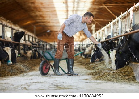 Full length portrait of modern farm worker  giving mineral supplements to livestock in cow shed, copy space