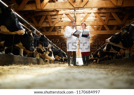 Full length portrait of two modern farm workers wearing lab coats walking by row of cows in shed and holding clipboards inspecting livestock, copy space