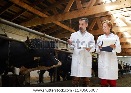Portrait of two modern farm workers wearing lab coats walking by row of cows in shed inspecting livestock, copy space