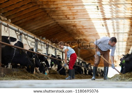 Wide angle portrait of mature couple working together in cow shed cleaning and feeding cows, copy space