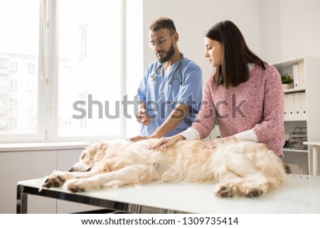 Sick labrador pet lying on medical table while veterinarian going to make injection and young woman standing near by