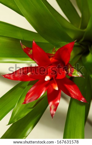 Close-up of big red flower with long green leaves
