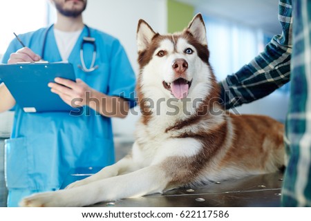 Husky dog lying on vet table with doctor and master near by