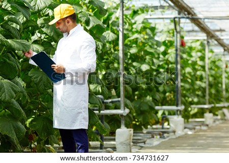 Young agro-engineer looking at foliage of cucumber plants while making research