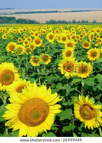 Image of gorgeous sunflowers somewhere in the country on sunny day
