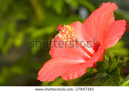 stock photo Image of bright scarlet hibiscus flower somewhere in garden