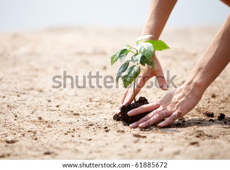 Close-up of human hands taking care of green branch with leaves in soil