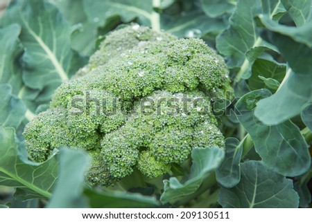 Fresh organic broccoli with water drops