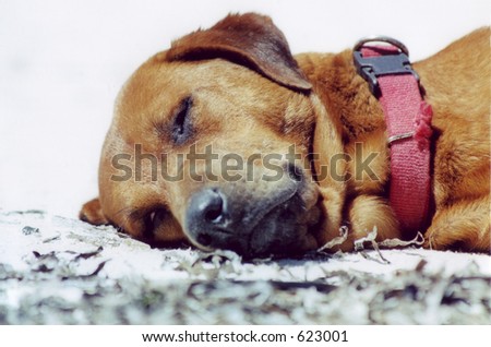 Relaxed Dog sleeping of  white beach