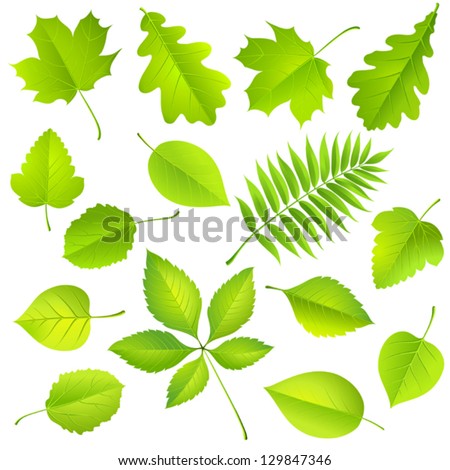 Collection of green leaves Vector Collection of green leaves Vector