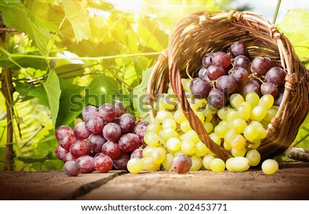Grapes in a basket on a background of grape leaves in the sunlight
