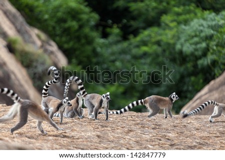 Ring-tailed lemurs family -Lemur catta in Madagascar