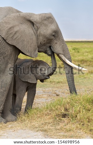 Elephants - Mom and baby - Amboseli Kenya