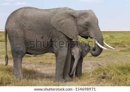 Mom and Baby elephant - Kenya