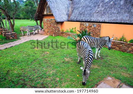 Zebras in the backyard of a farm - Africa