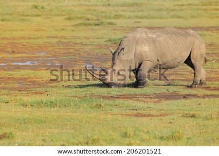 White rhino in Lake Nakuru National Park. Lake Nakuru is one of the Rift Valley soda lakes and It lies to the south of the city Nakuru , Kenya
