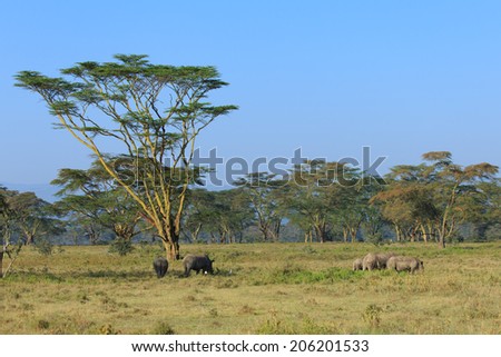 A group of rhinos under acacia trees in Lake Nakuru National Park.Lake Nakuru is one of the Rift Valley soda lakes and It lies to the south of the city Nakuru , Kenya
