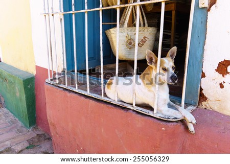 Dog sitting at the entrance of a colonial house in Trinidad. The house has a craft shop that sels handmade baskets with Cuba on them
