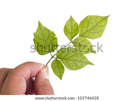 cork tree leaf