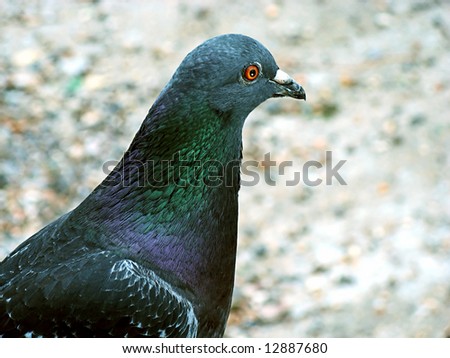 pigeon head with blur back ground