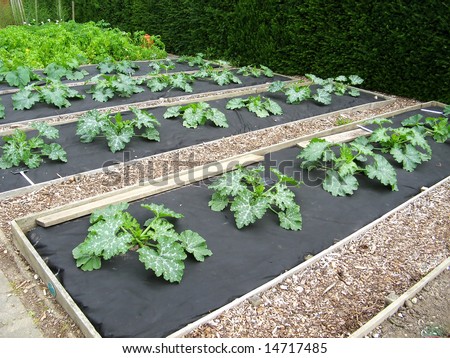 Organic growing  veg