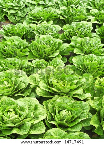 Organic growing  veg
