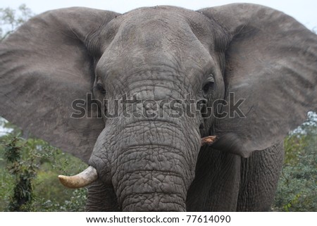 An angry African bull elephant with his ears flapping