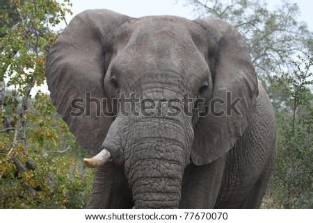 An angry African bull elephant with his ears out