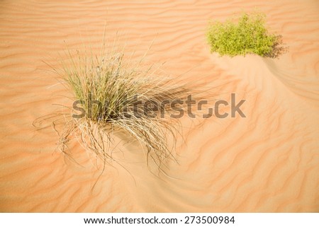 Some green plants in desert sand