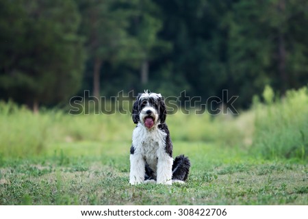 Black and white Old English sheepdog sitting in an open field with tongue sticking out