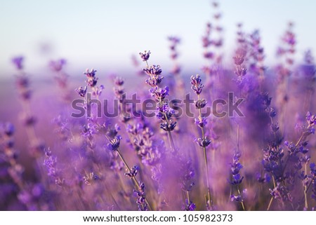purple lavender flowers - Sunset over a summer lavender field . Bunch of scented flowers in the lavanda fields of the French Provence near Valensole