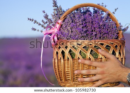 Basket with a lavender in men\'s hand purple lavender flowers - Sunset over a summer lavender field . Bunch of scented flowers in the lavanda fields of the French Provence near Valensole
