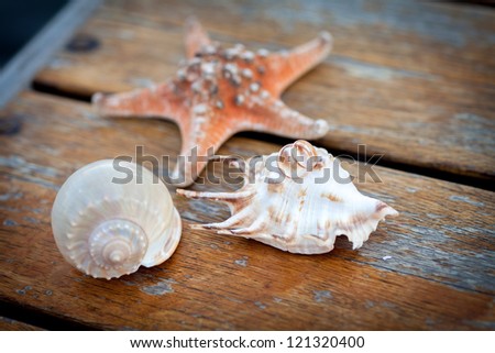 golden wedding rings with sea shell On wooden deck at Caribbean Beach. Man And Woman Wedding Rings On A Starfish at honeymoon