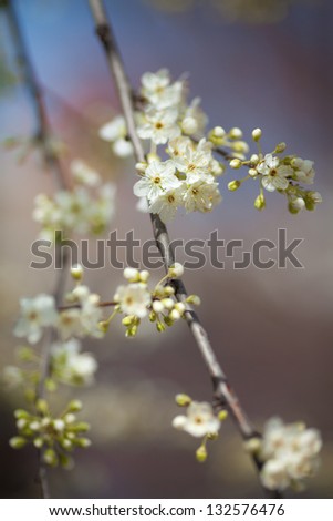 Spring flowers Cherry blossom sakura. Spring blooming sakura cherry flowers branch. Fresh blooming apricot or plump flowers outdoors. Nature and spring concept. Blooming tree in spring in park