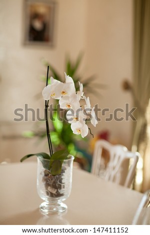 White orchid flowers in vase luxury inerror home. Natural orchids exotic flowers decoration. house decor flowers orchid. spring orchid flower. Thai orchid.