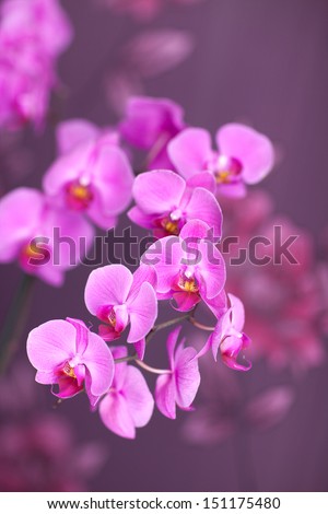 Pink streaked orchid flower, isolated. Purple orchid. pink orchid flowers. house decoration. Fresh blosssom orchids. beautiful pink orchid flowers.