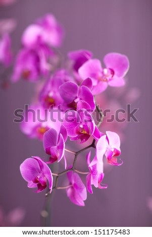 Pink streaked orchid flower, isolated. Purple orchid. pink orchid flowers. house decoration. Fresh blosssom orchids. beautiful pink orchid flowers.