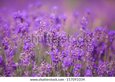 Lavender Flowers at purple lavender field. Aromatherapy lavender flowers. lavender field Summer sunset landscape. Bunch of scented flowers in lavanda fields of French Provence. Violet lavender