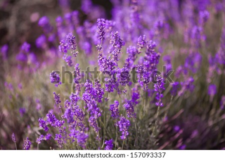 Lavender Flowers at purple lavender field. Aromatherapy lavender flowers. lavender field Summer sunset landscape. Bunch of scented flowers in lavanda fields of French Provence. Violet lavender