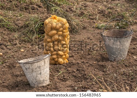 Freshly dug and packaged potatoes from the field with two used metal buckets