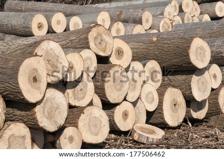 Stacked cut poplar logs on wood-cutting area