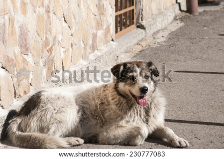 Street adult mixed breed dog lying next to  house wall lit by autumn sun