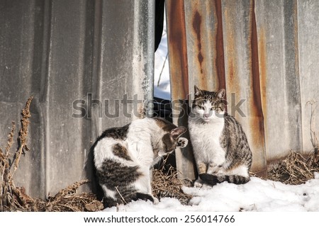 Two adorable street cats on tin grunge fence wall background in sunny winter day