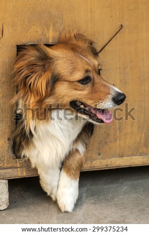 Mixed breed dog showing out his head from dog house wooden door