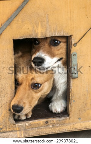 Mixed breed dogs showing out their heads from dog house wooden door