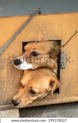 Mixed breed dogs showing out their heads from dog house wooden door