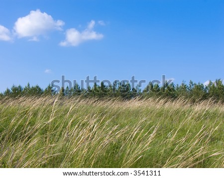 In a photo the meadow in windy weather is represented. Behind a meadow a small wood. The sky very clear and blue.